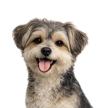 Happy Morkie dog breed with a png background