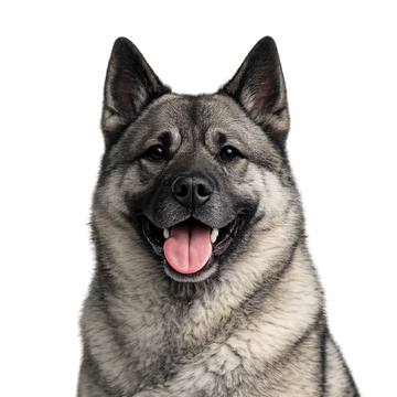Gray and black Norwegian Elkhound dog breed with a happy expression on a png background