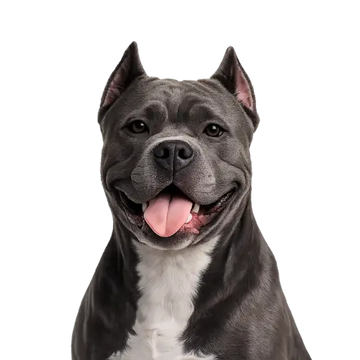 Gray and white Pit Bull dog breed with a happy expression on a png background