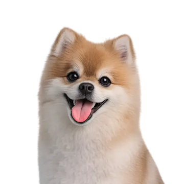 Pomeranian dog breed with a happy expression on a png background