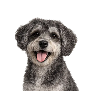 Gray and white Schnoodle dog breed with a happy expression on a png background