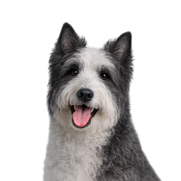 Scottish Terrier dog breed with a black and white coat on a png background