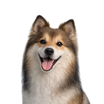 Shetland Sheepdog breed with a happy expression on a png background