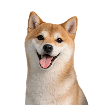 Shiba Inu dog with a happy expression on a png background