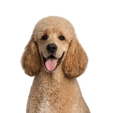 Beige poodle with a happy expression on a png background