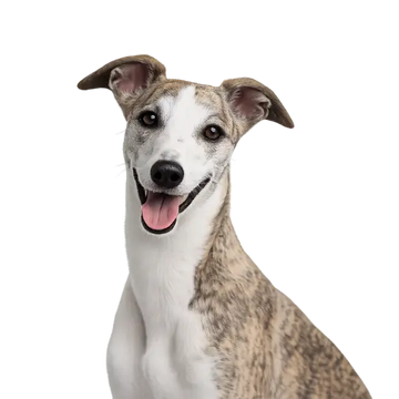 Whippit dog breed with a white and brown coat on a png background