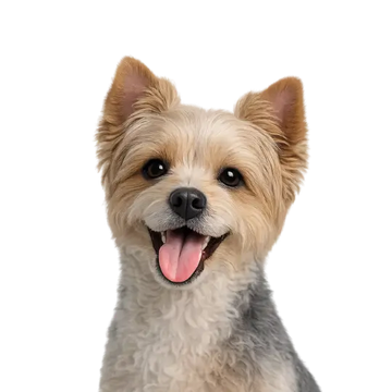 Small Yorkshire Terrier dog breed with a happy expression on a png background