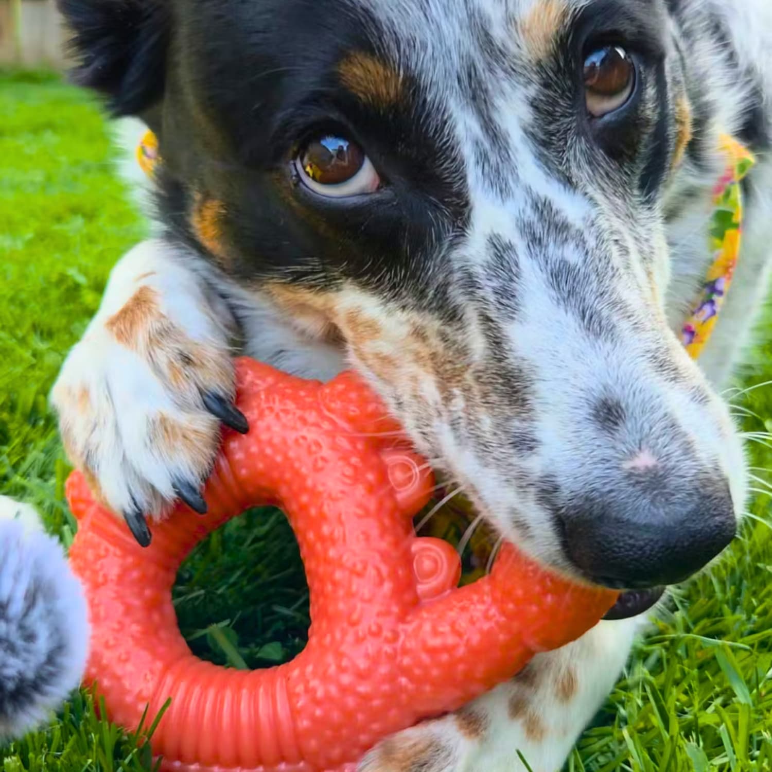 Dog playing with a salmon colored super tough bumpy nylon crab chew toy on grass