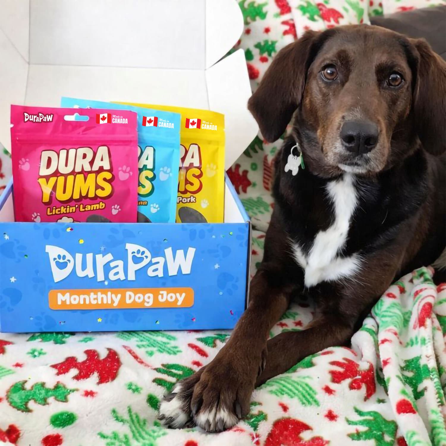 Dog sitting next to a DuraPaw Monthly Dog Joy box with DuraYums single ingredient dog treats on a festive blanket.
