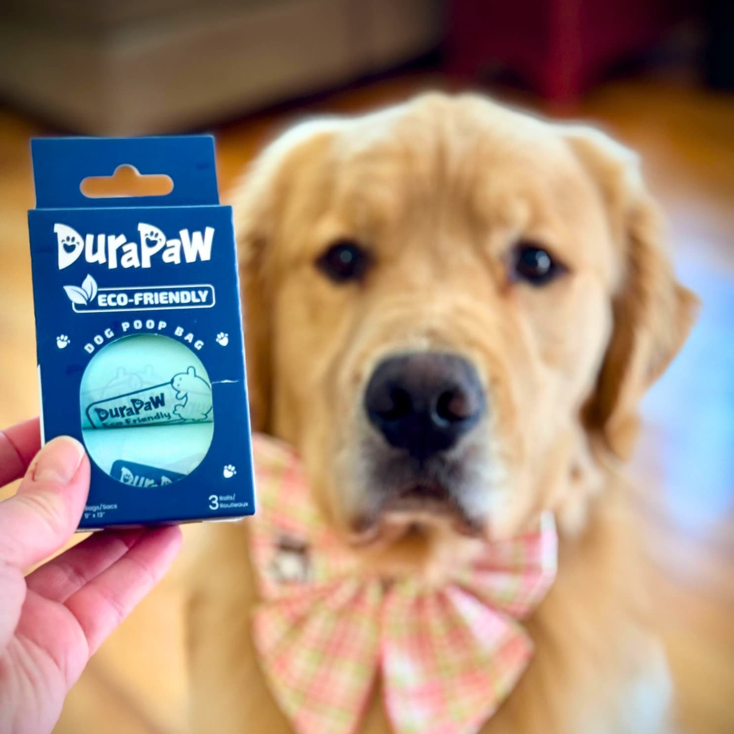 Golden Retriever with DuraPaw Eco Environmental Friendly Dog Poop Bags