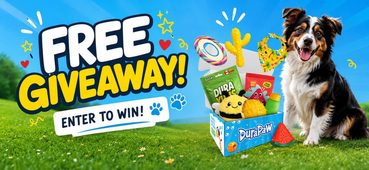 Dog with a box of pet toys and a 'Free Giveaway' banner on a grassy field.