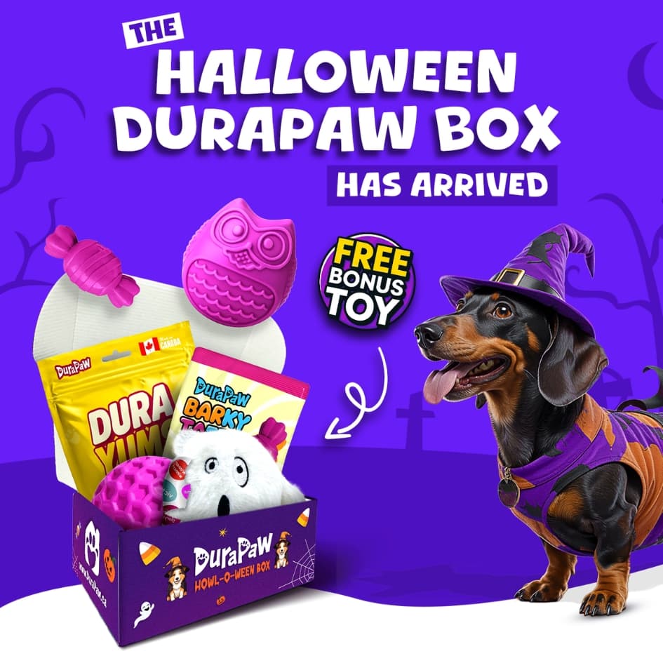 Halloween-themed DuraPaw dog toy subscription box with a dog in a costume on a purple background