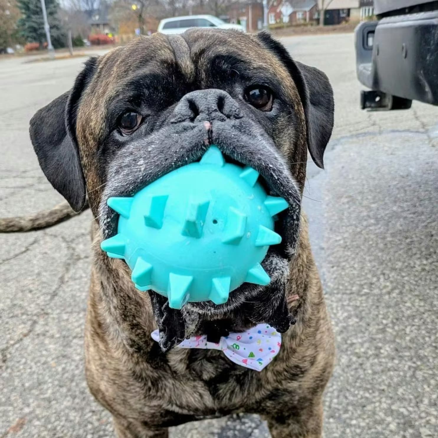 Dog holding a super large squeaky blue spiky ball in its mouth on a street.