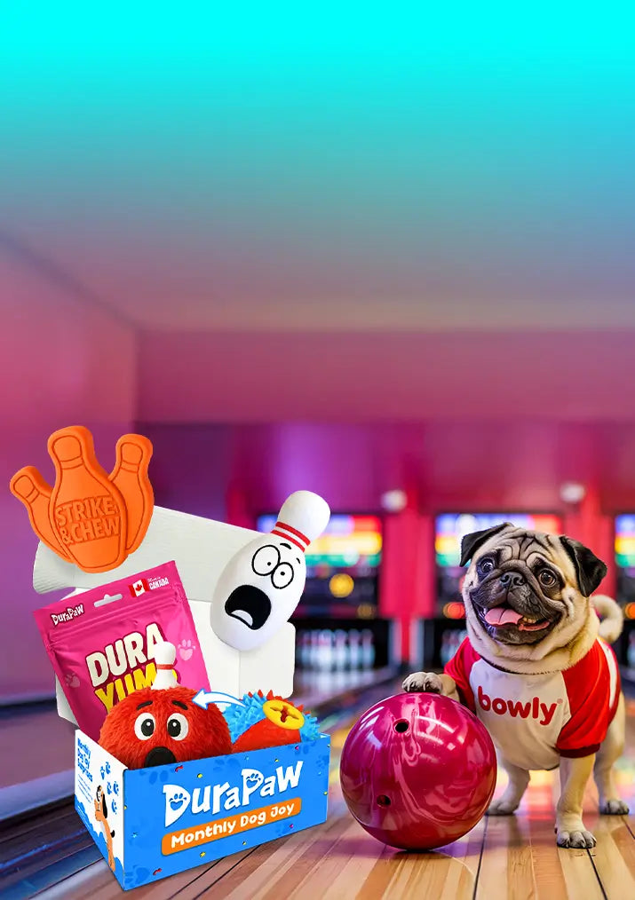 Pug breed dog in a bowling alley with DuraPaw dog chew toys and a bowling ball