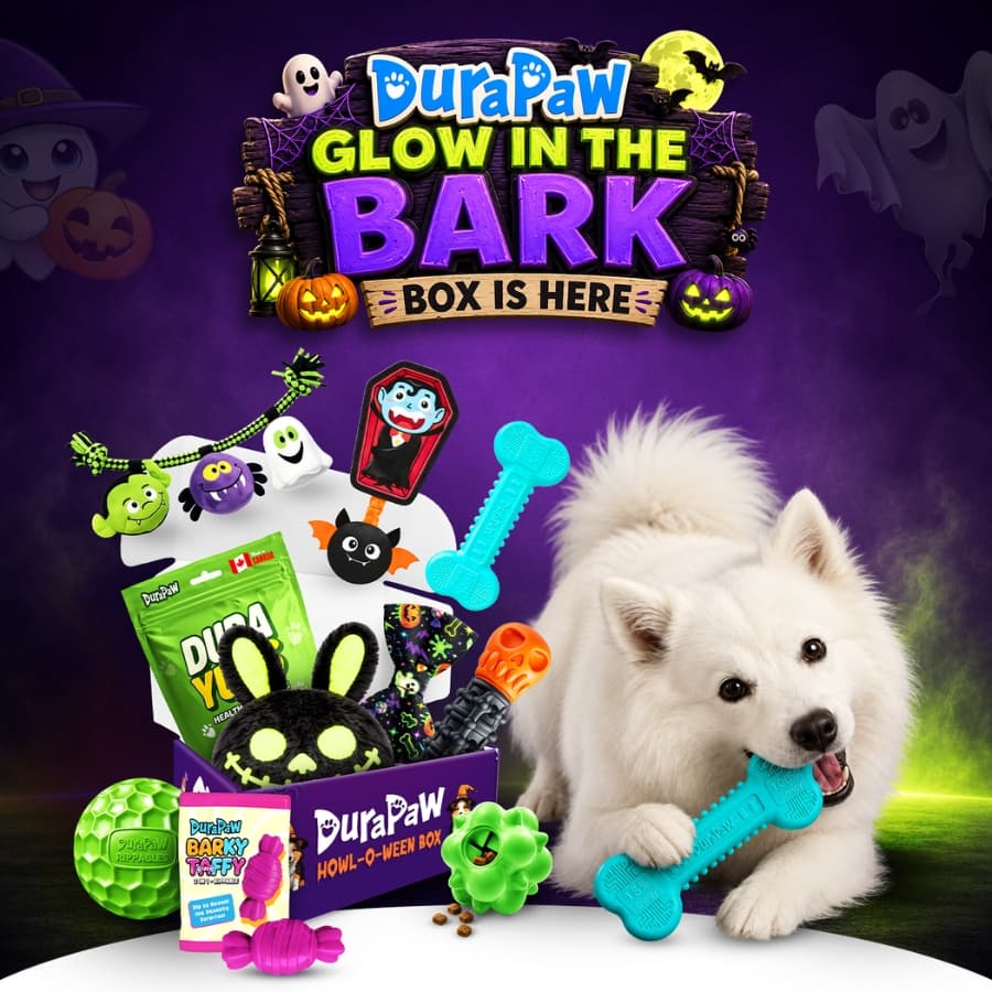 DuraPaw Glow in the Bark logo in green and purple Halloween lettering above a smiling white Samoyed holding a glowing bone toy beside a DuraPaw monthly dog subscription box and glow in the dark toys