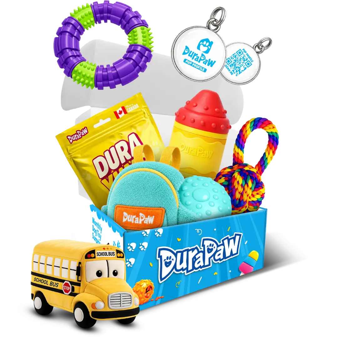 Paws & Pencils: Back to Drool Monthly Dog Toy Subscription Box Theme