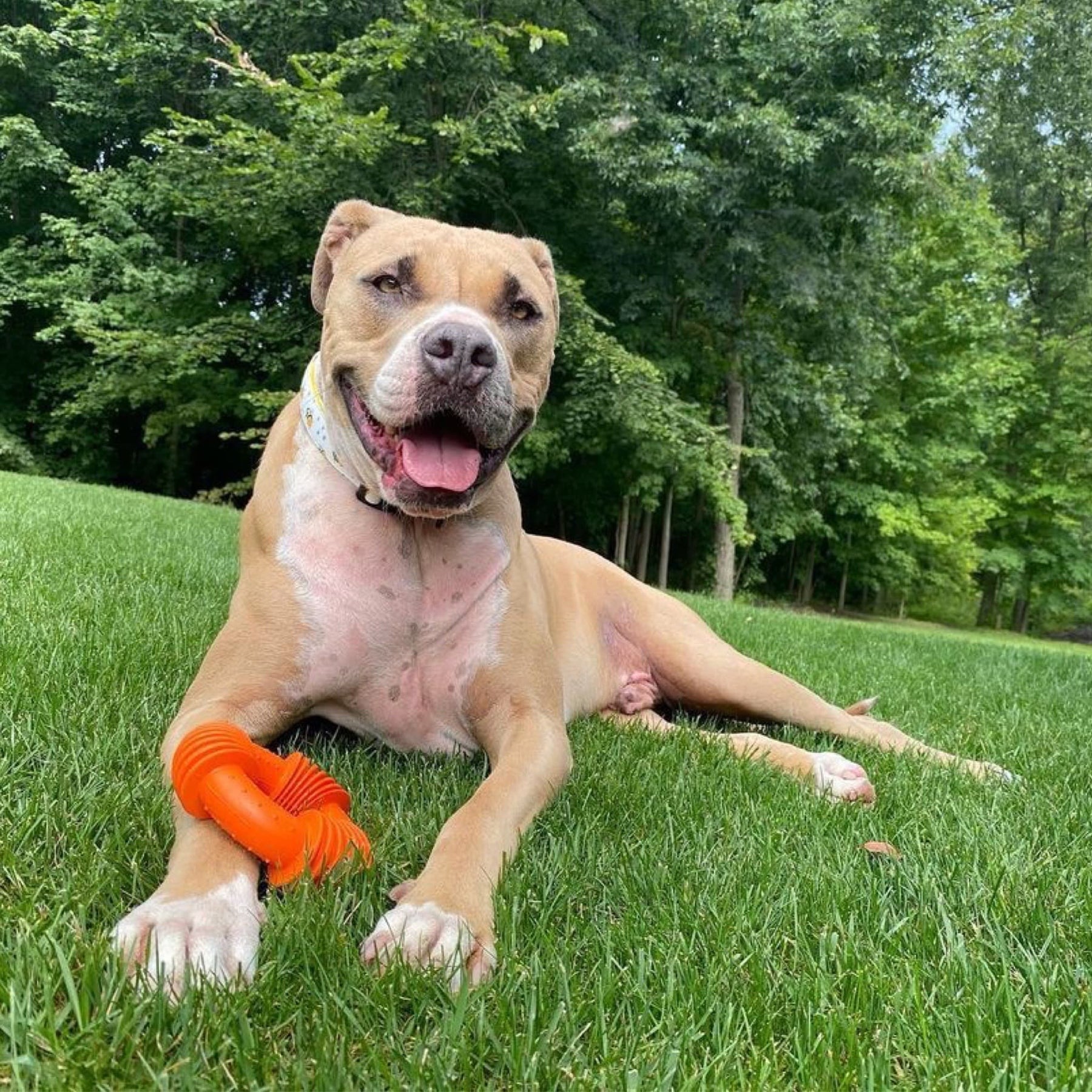 Big Dog Laying In Grass With Orange DuraPaw Tough Rubber Chew Toy 