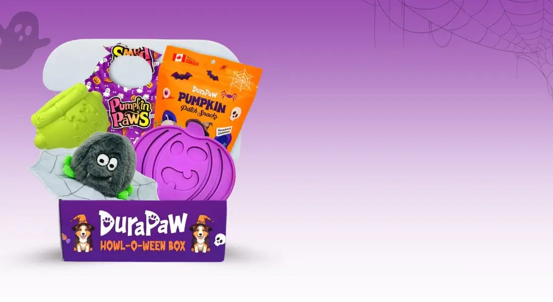 DuraPaw Purple Halloween Dog Toy Gift Box Banner