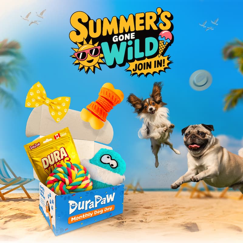 DuraPaw dog toy subscription box with toys on a beach background featuring two happy dogs.