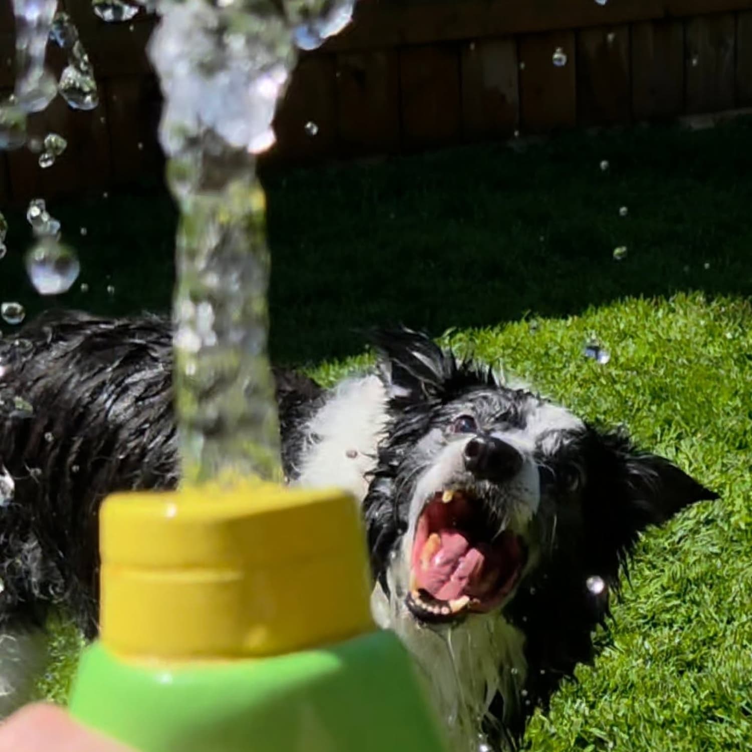 Border collie playing with a green DuraPaw Sunny Squeeze natural rubber summer dog toy spraying water on grass
