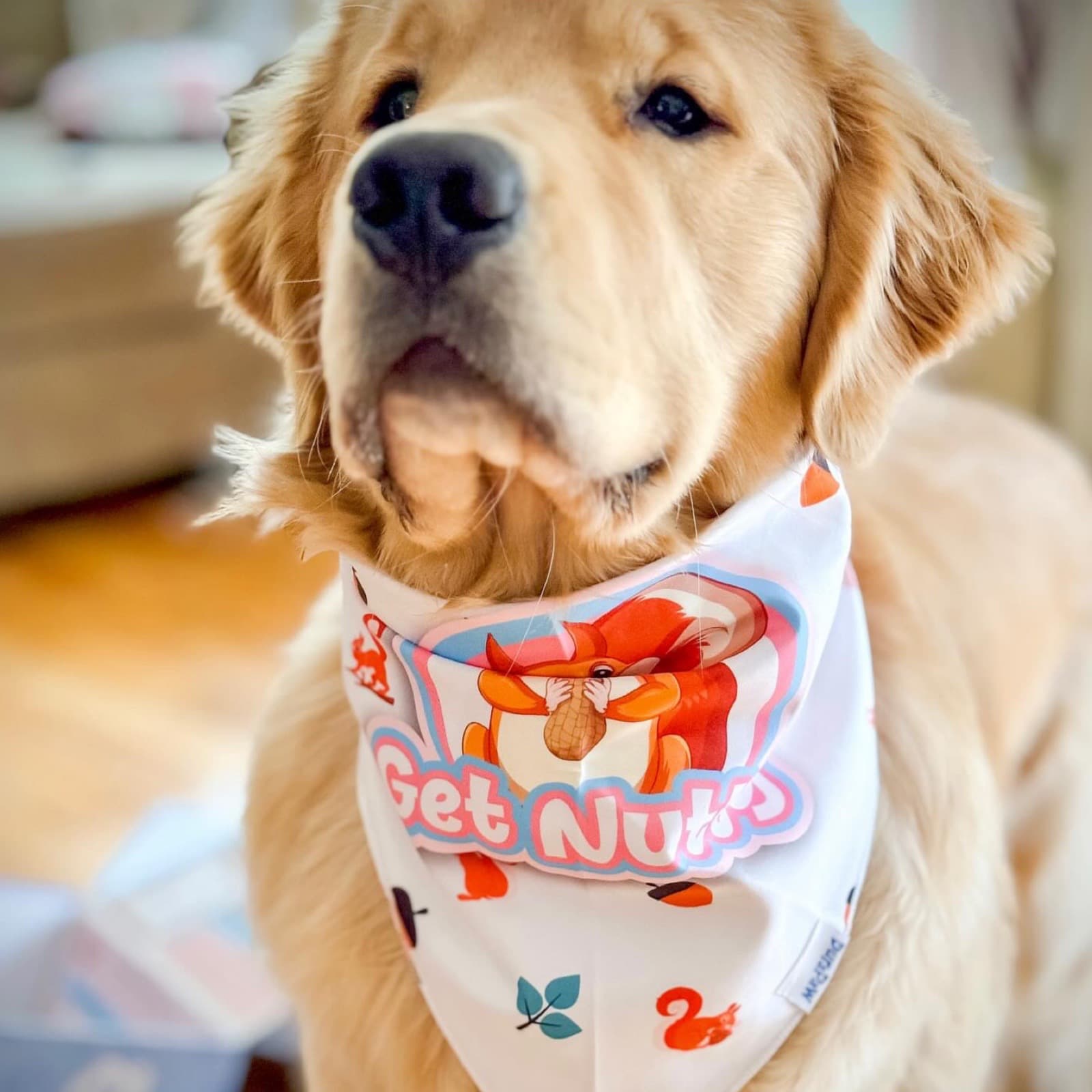 Golden Retriever Wearing Cute Get Nutty Dog Bandana Accessory