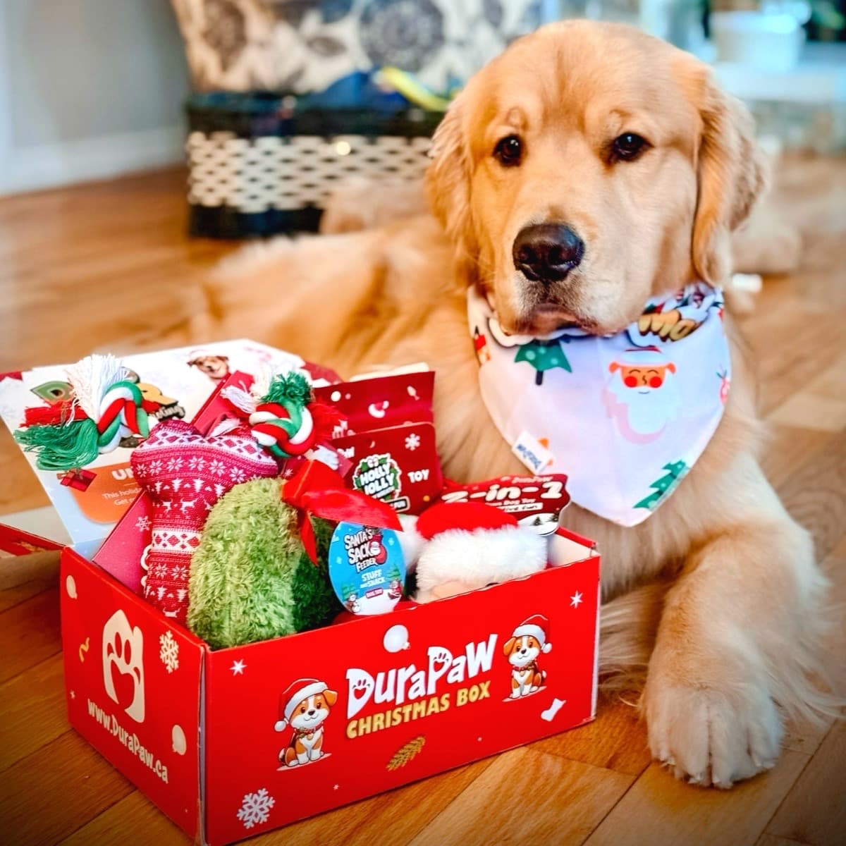Dog goodie boxes sales