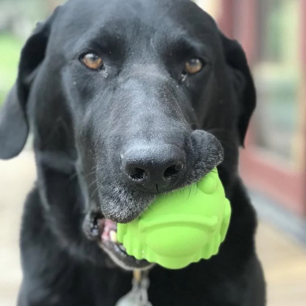 DuraPaw - Durable Sodapup Frog Dog Treat Dispensing Toy
