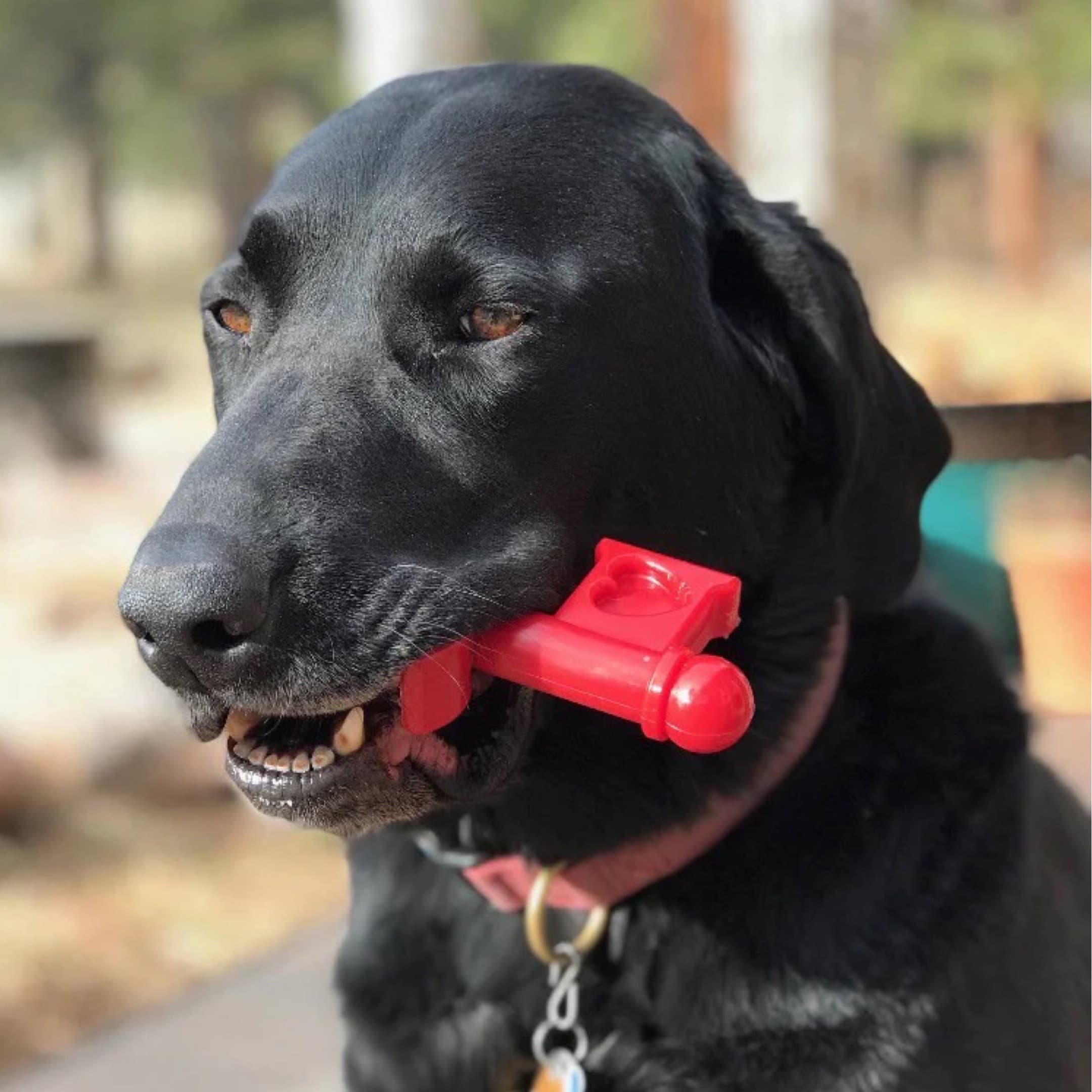 Dog Chewing on Nylon Dog Toy