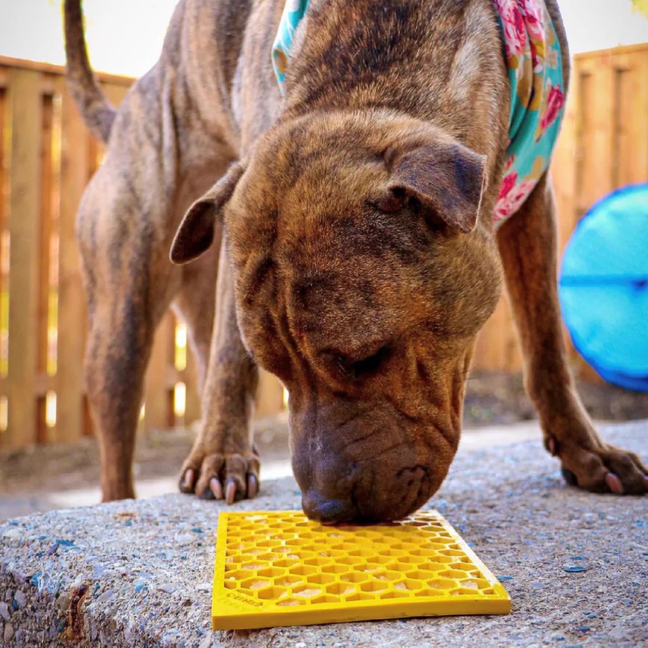 Dog Lick Mat Spread Ideas and Recipes Canada
