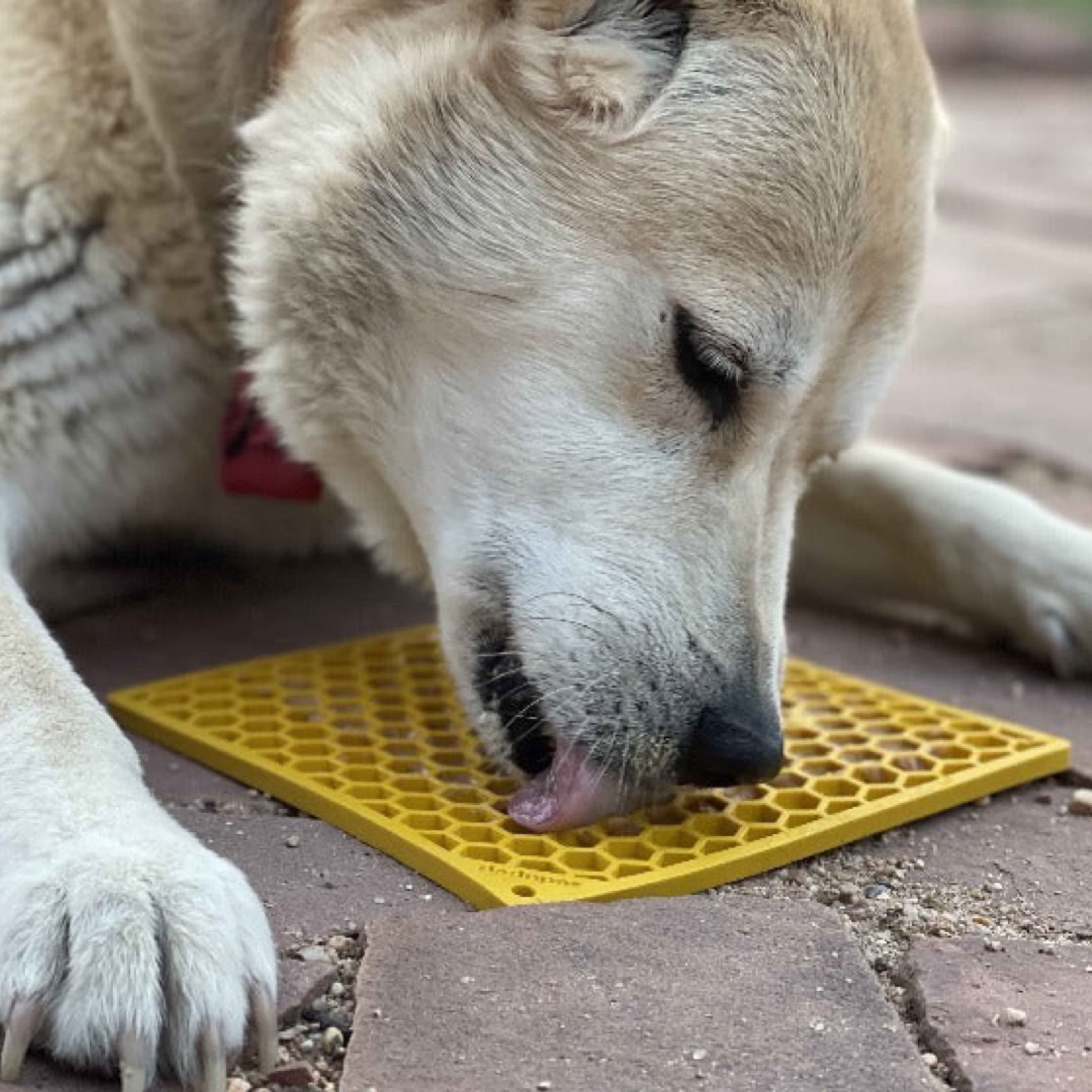 Dog Lick Mat Canada For All Dog Sizes and Breeds
