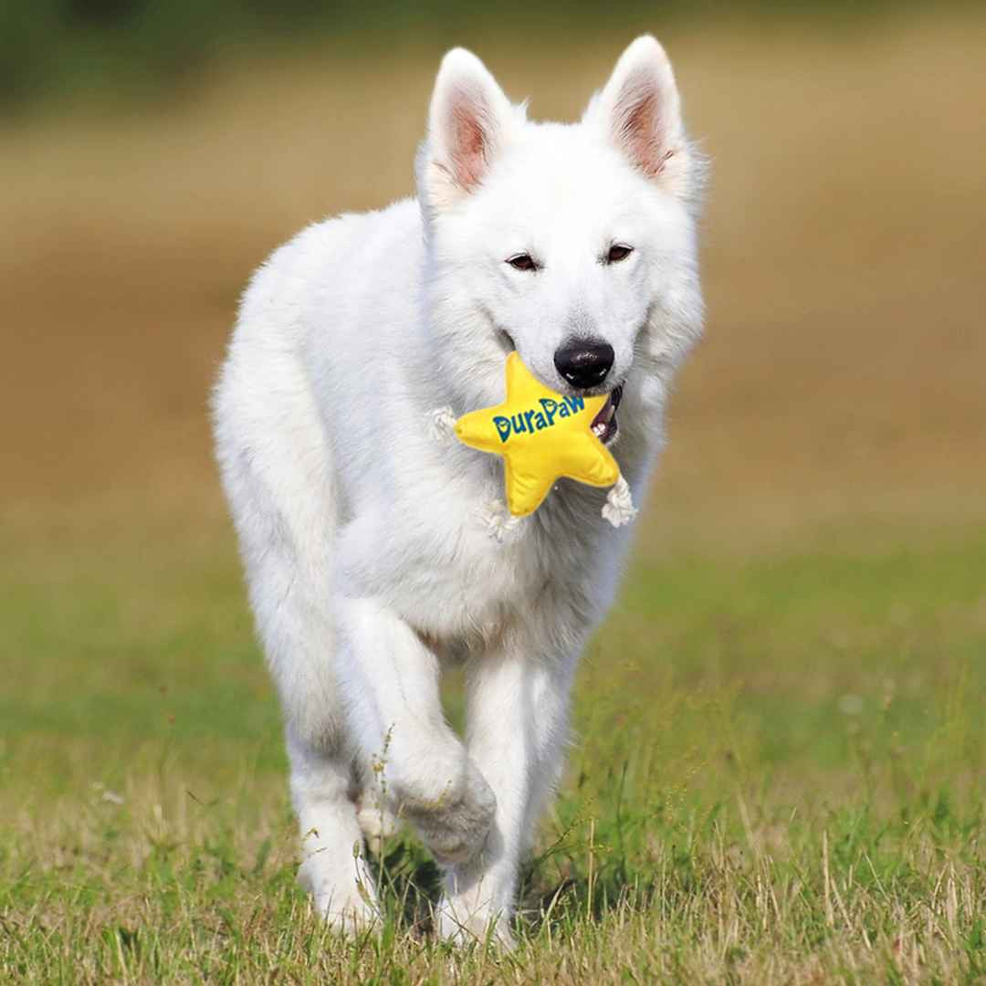 Dog Plush Toy Small and Large Dog Breeds