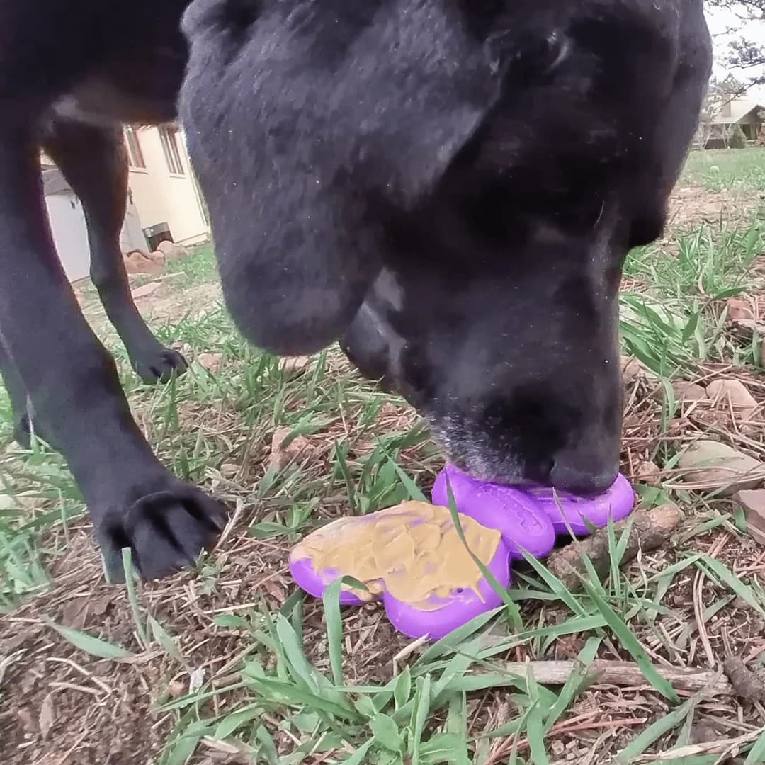 Tough Dog Enrichment Butterfly Toy